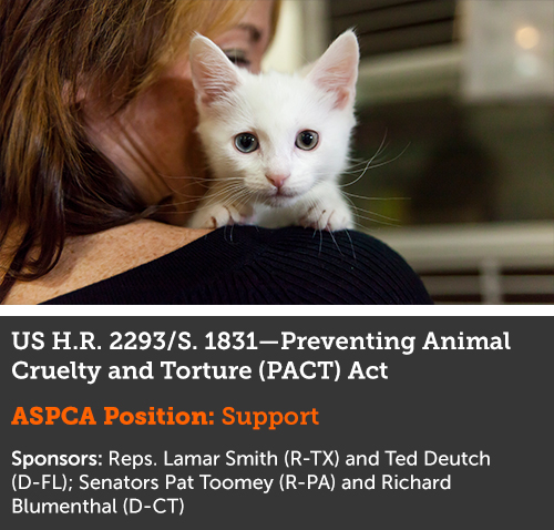 Congress Works to Make Animal Abuse a Felony