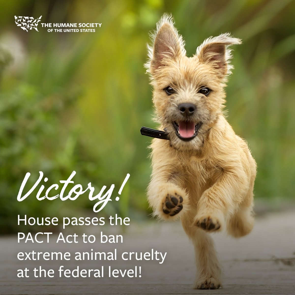 Animal Protection Act Passed! – The Phoenix