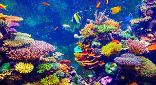 Saving and Protecting The Coral Reefs