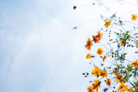 A Peace of Mind