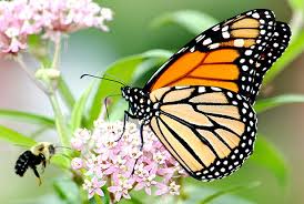 Protecting Monarch Butterflies